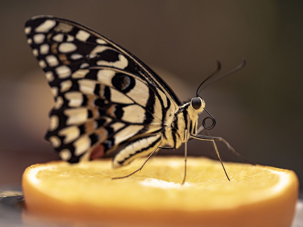 Photograph by Алексей Петров