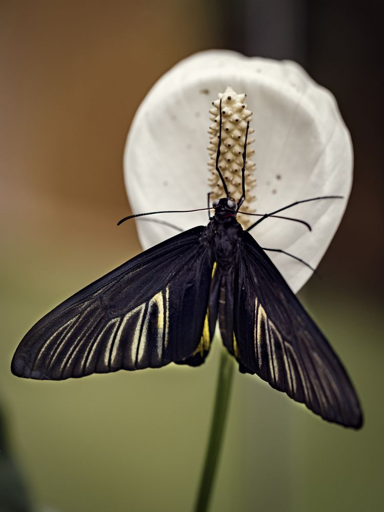 Photograph by Алексей Петров