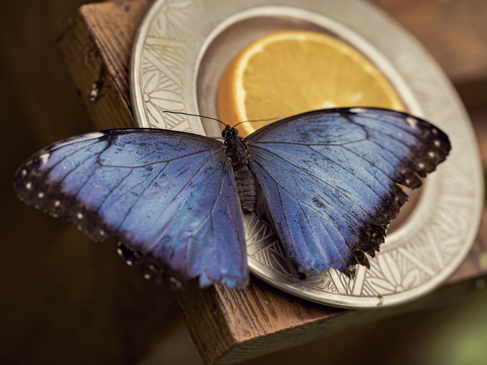 Photograph by Алексей Петров