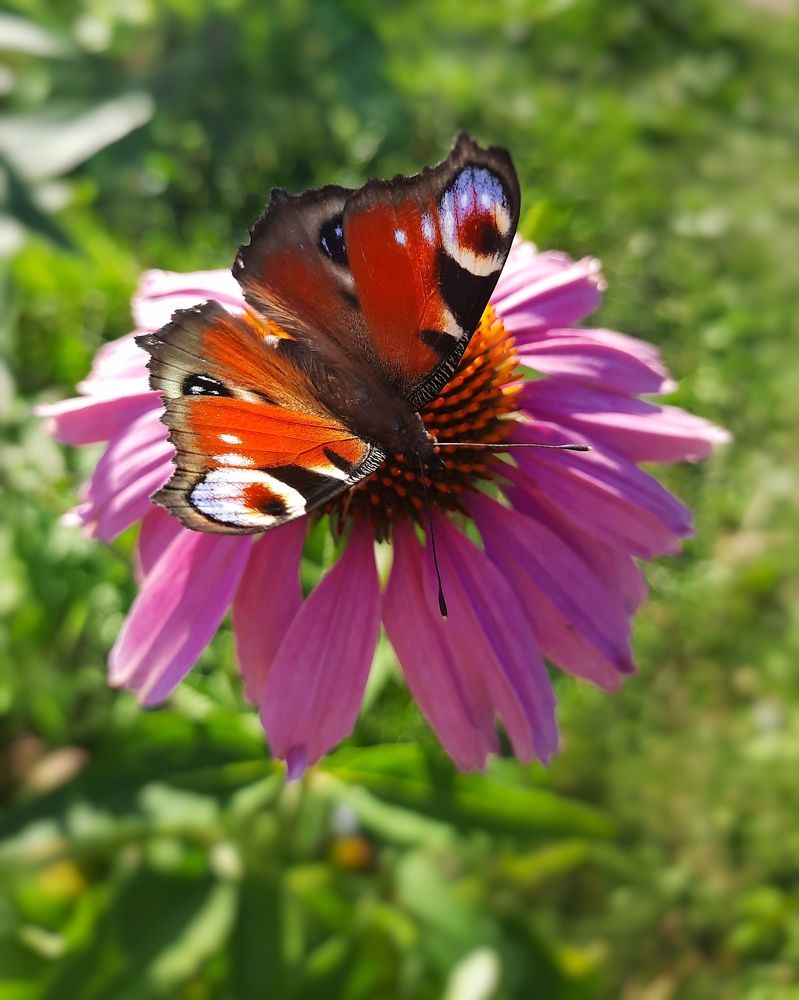 Фотография автора Ольга Кунакова