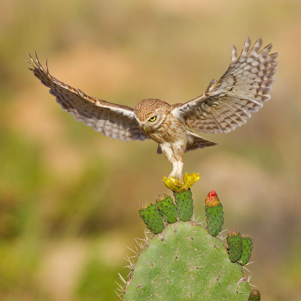 Фотография автора David Manusevich