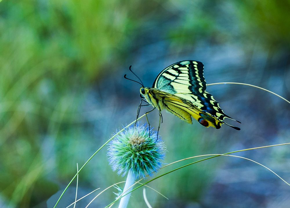 Махаон  и татарник