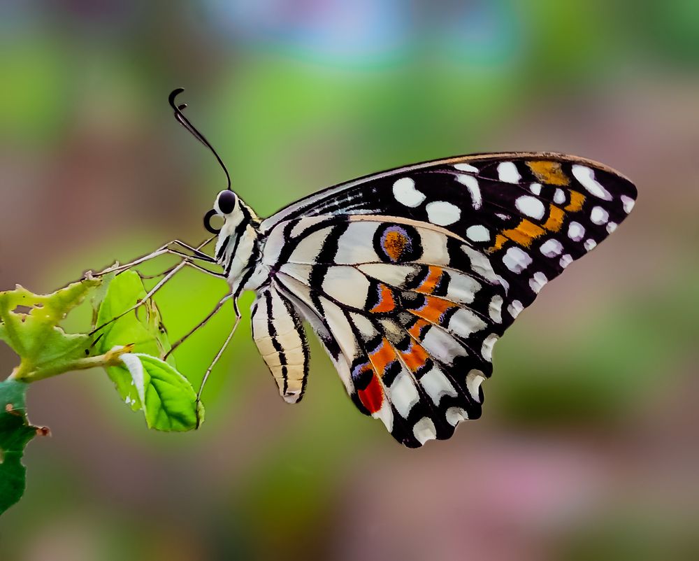 Photograph by Souvik Bhattacharyya