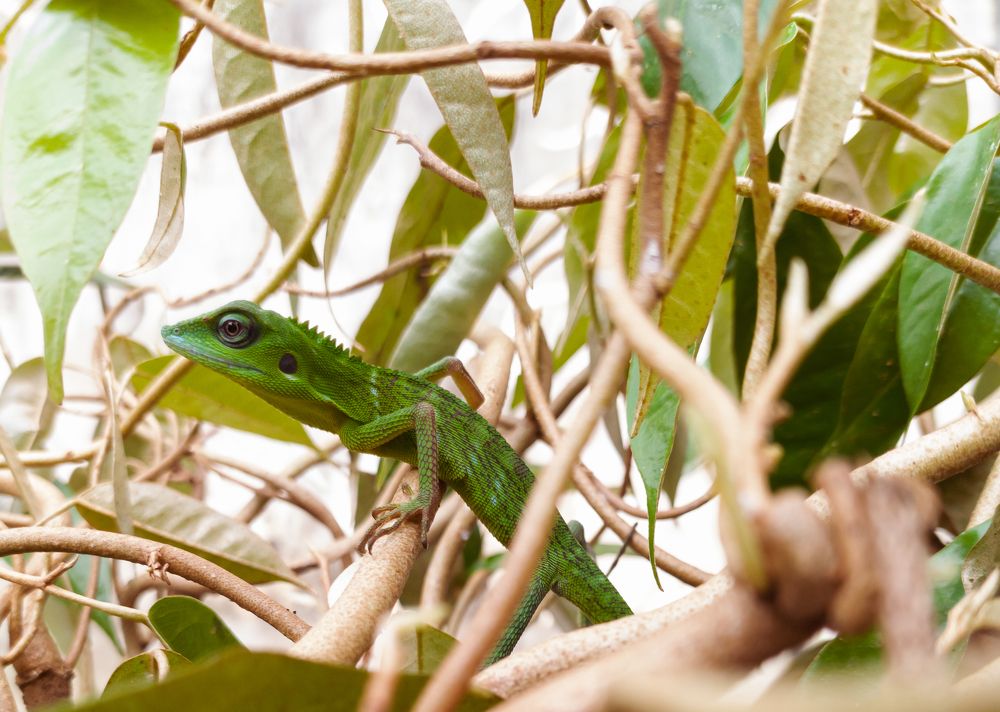 The Master Of Disguise.