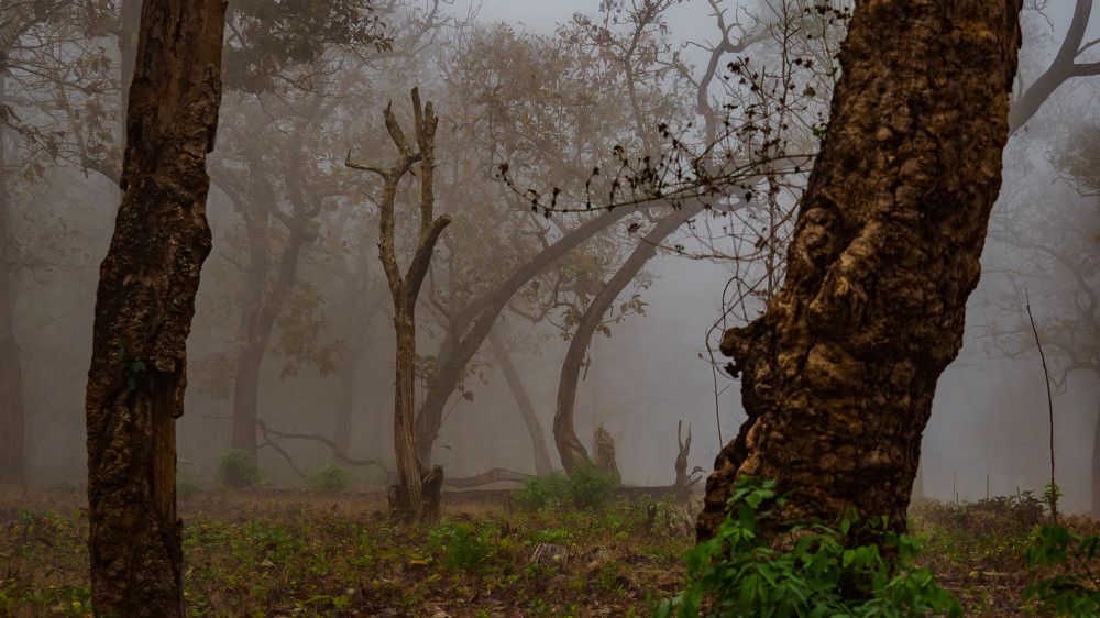 Photograph by Venkat Mangudi