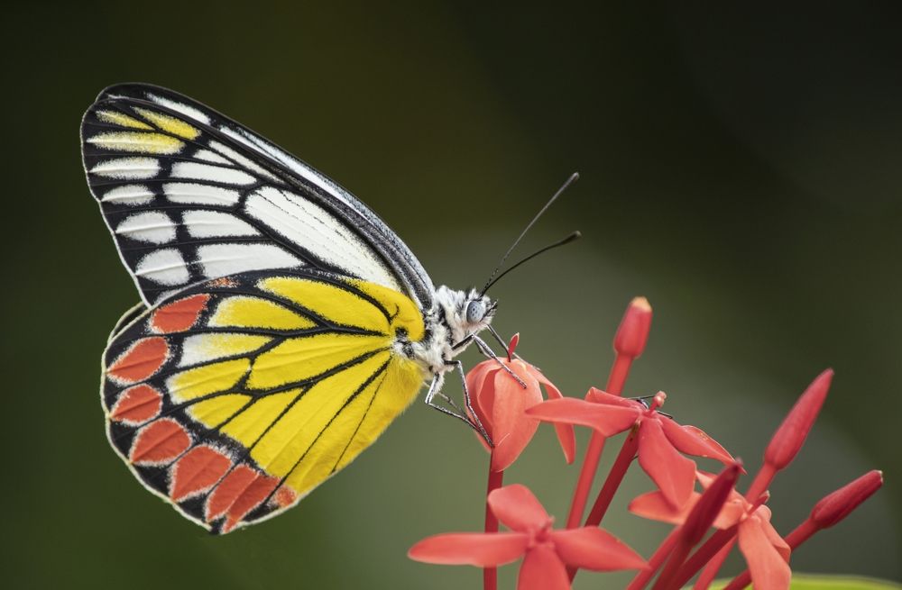 Photograph by saikat chanda