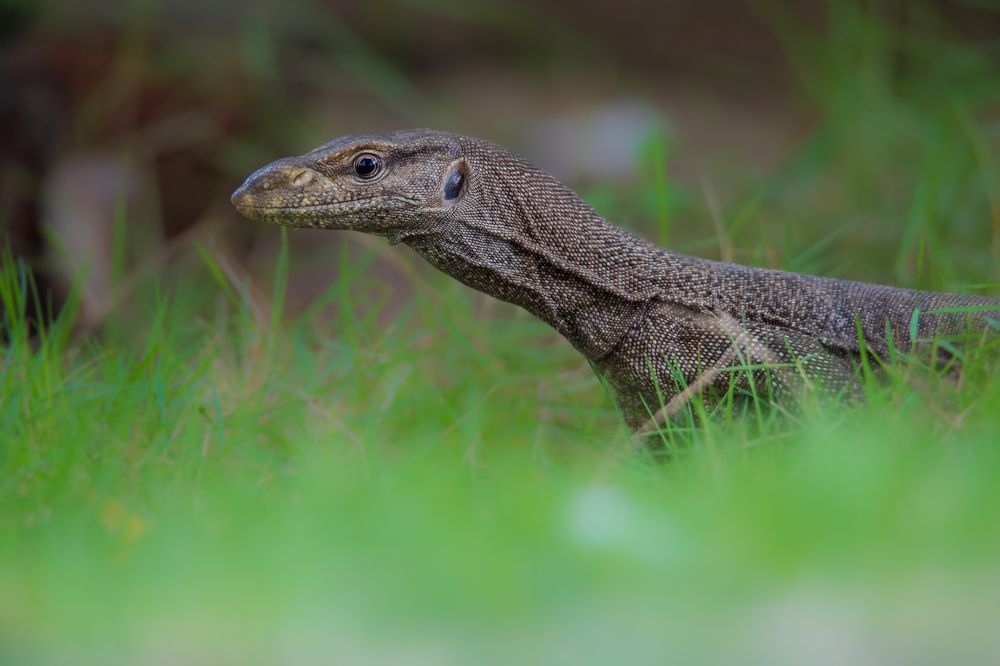 Photograph by Jeyanayagam Jeyathees