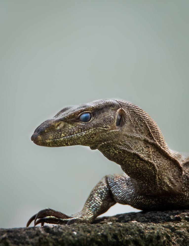 Photograph by Jeyanayagam Jeyathees