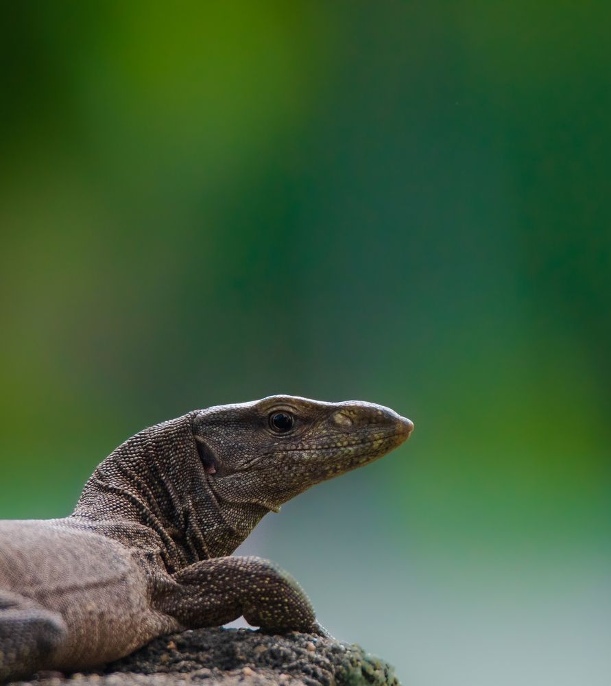 Photograph by Jeyanayagam Jeyathees