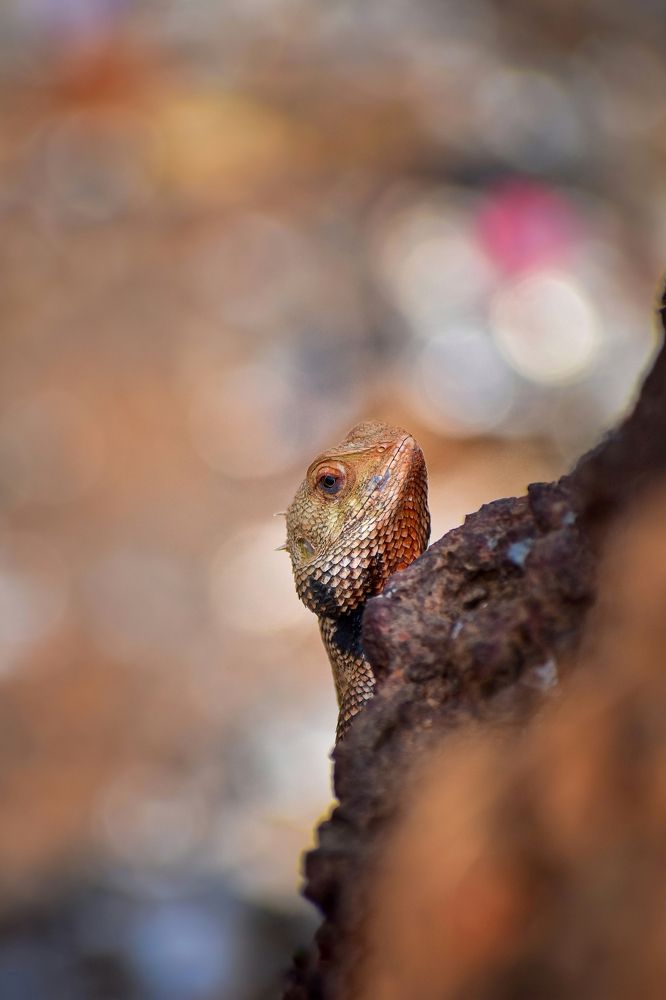 Photograph by Souradip Dey