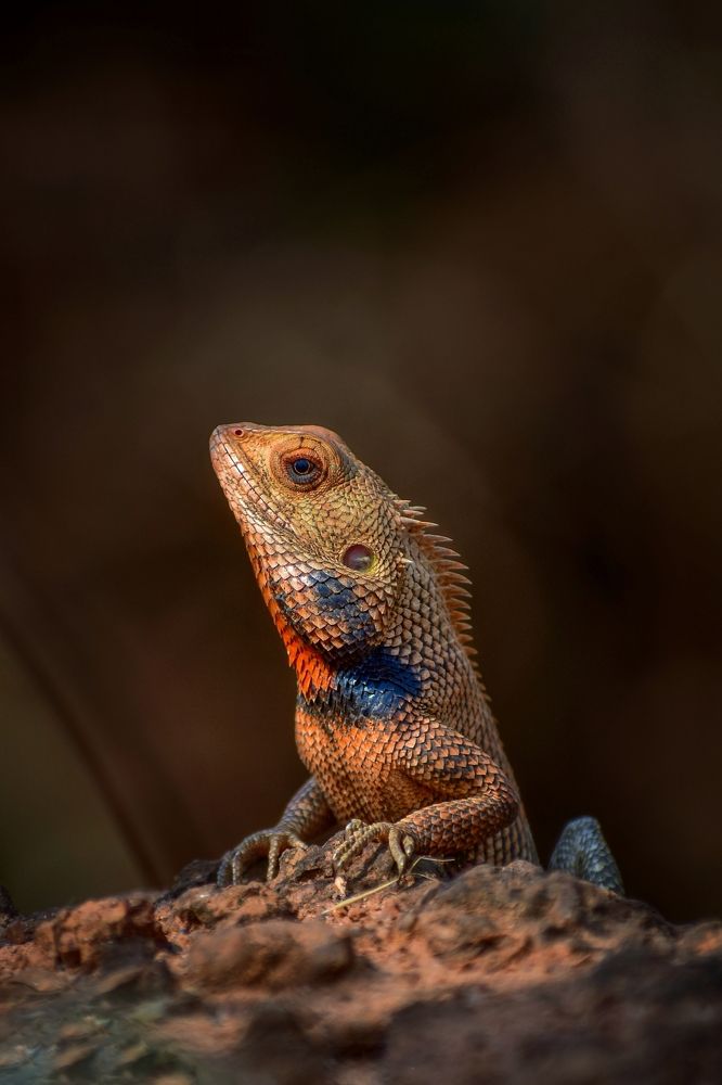 Oriental garden lizard.