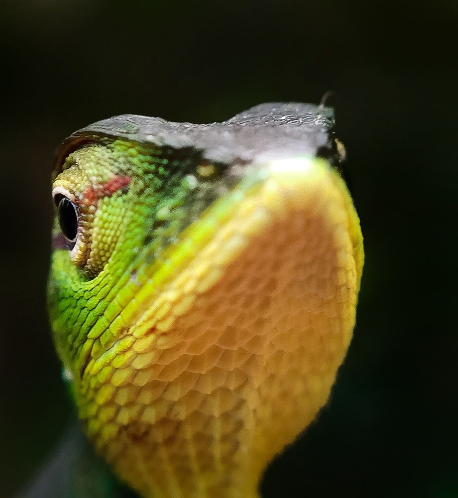 Photograph by Thimira dinisuru