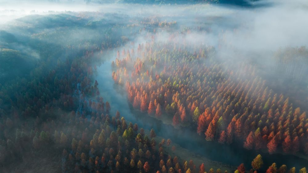 Metasequoia in the fog