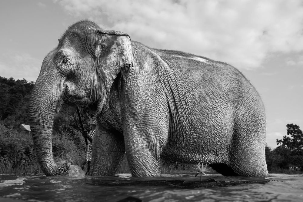 Photograph by Hoai Anh Dang