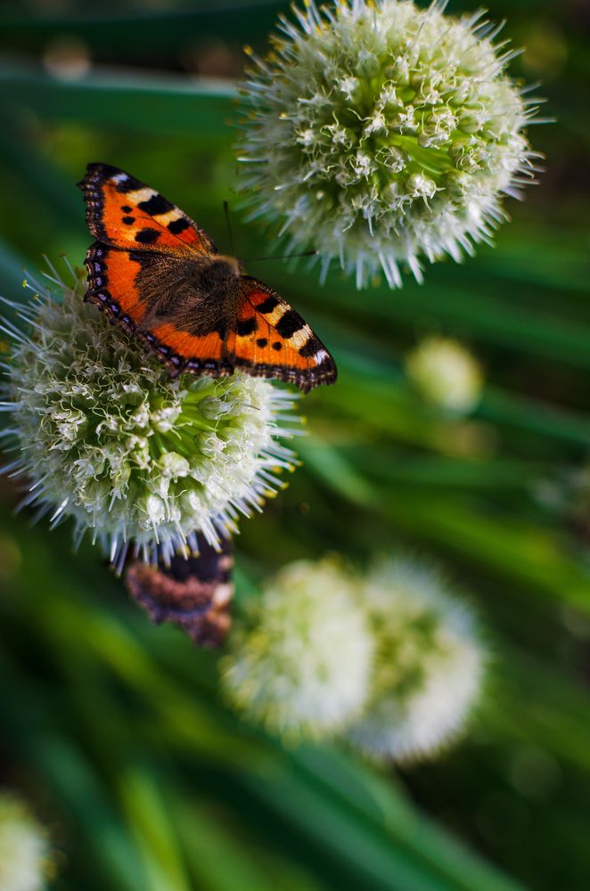 Photograph by Ольга Мукина