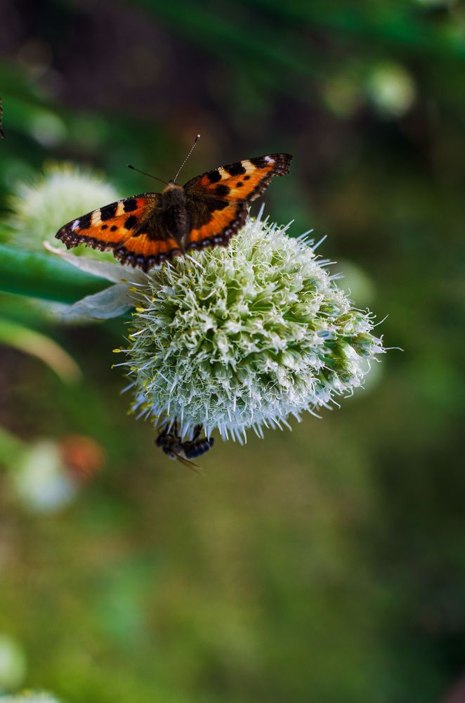 Photograph by Ольга Мукина