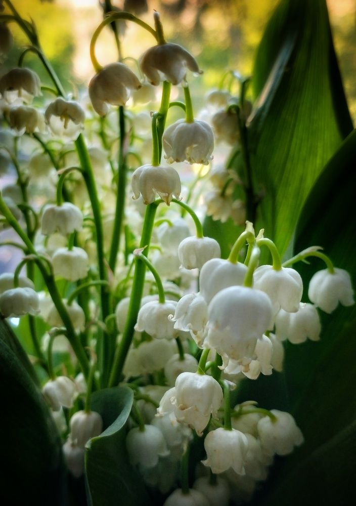 Фотография автора Гвоздецкая Анна