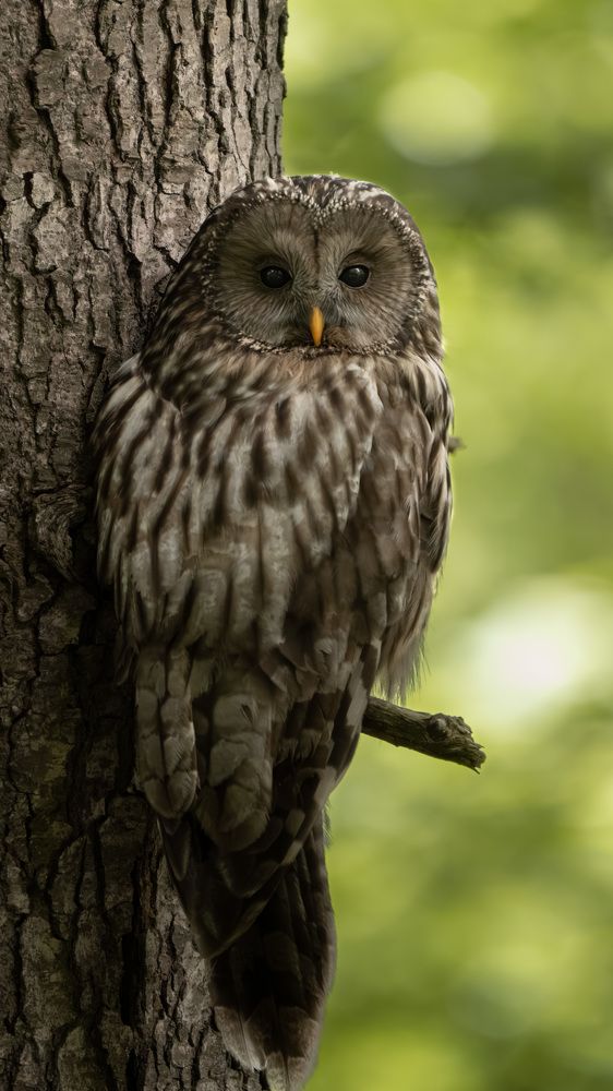 Photograph by Matei Firică
