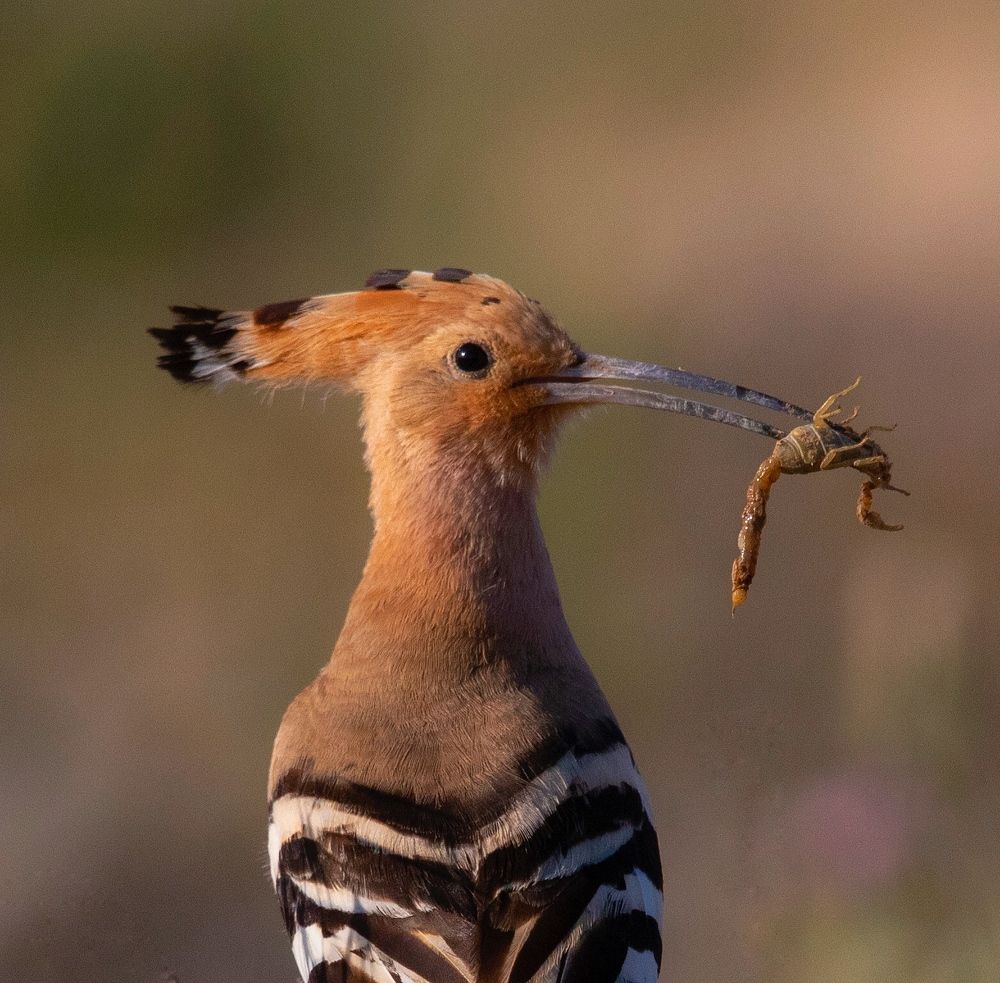 Фотография автора Hamidreza Saedi