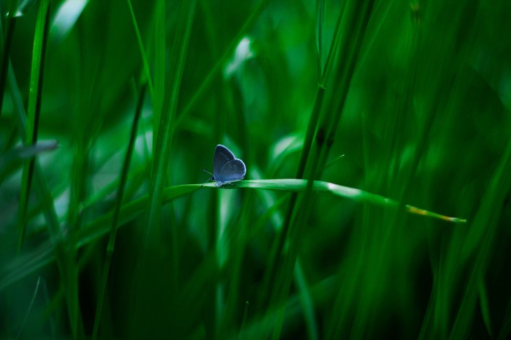 Фотография автора Ксения Давыдова