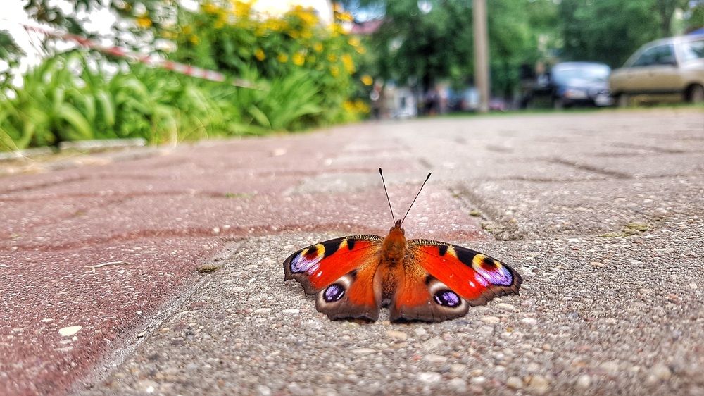 Фотография автора Дана Богинская