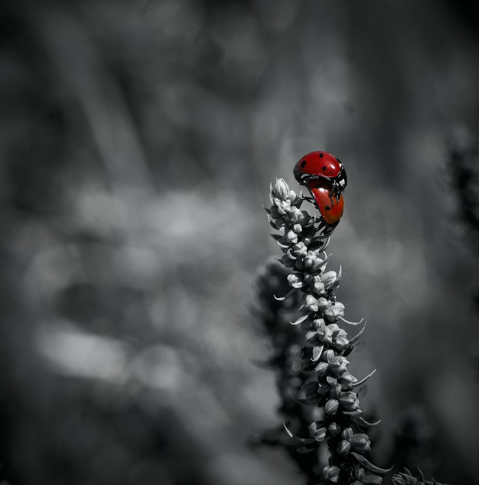 Photograph by Kike