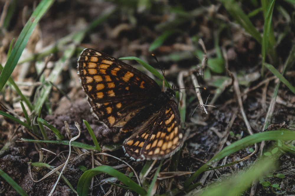 Photograph by Диана Козел