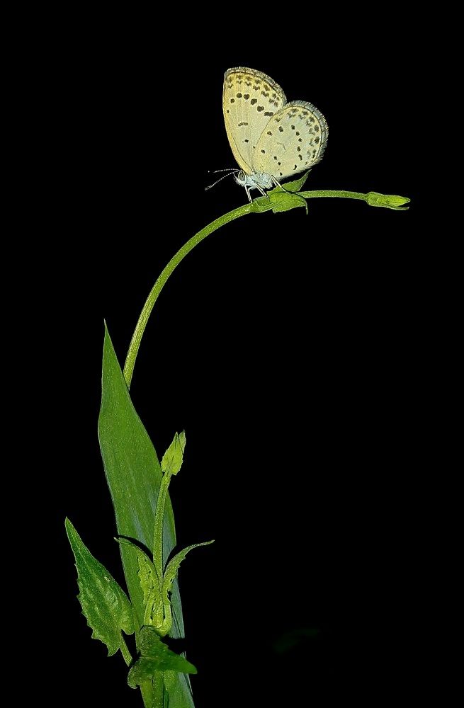 The pattren and butterfly