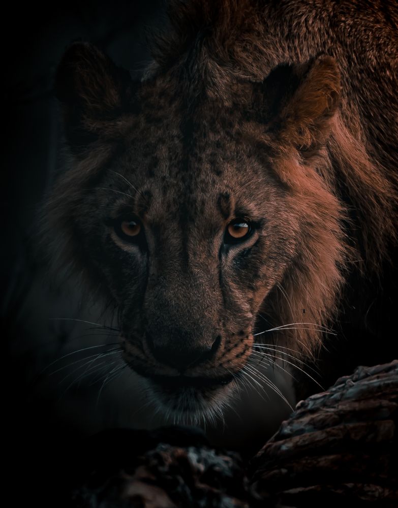 Photograph by Avani Dhanani