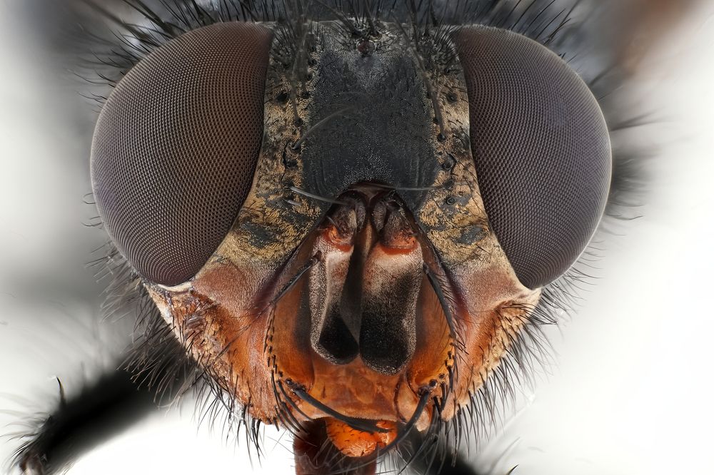 Photograph by Александр Трипольский