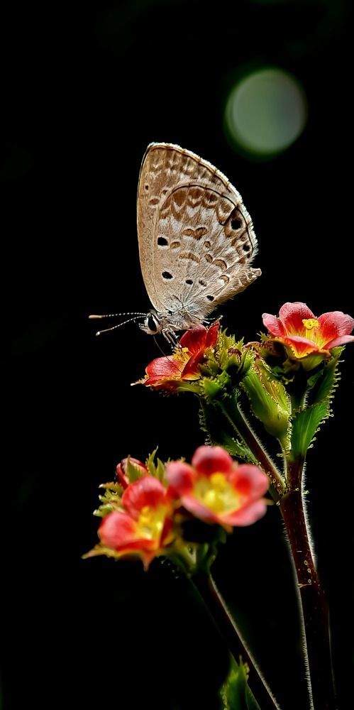 In this beautiful world