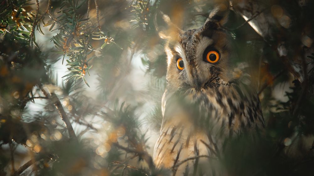 Photograph by Matei Firică