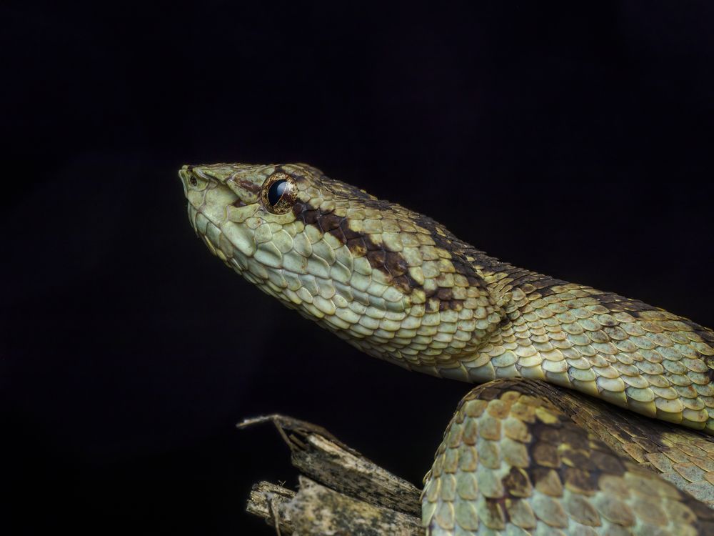 Photograph by Venkat Mangudi