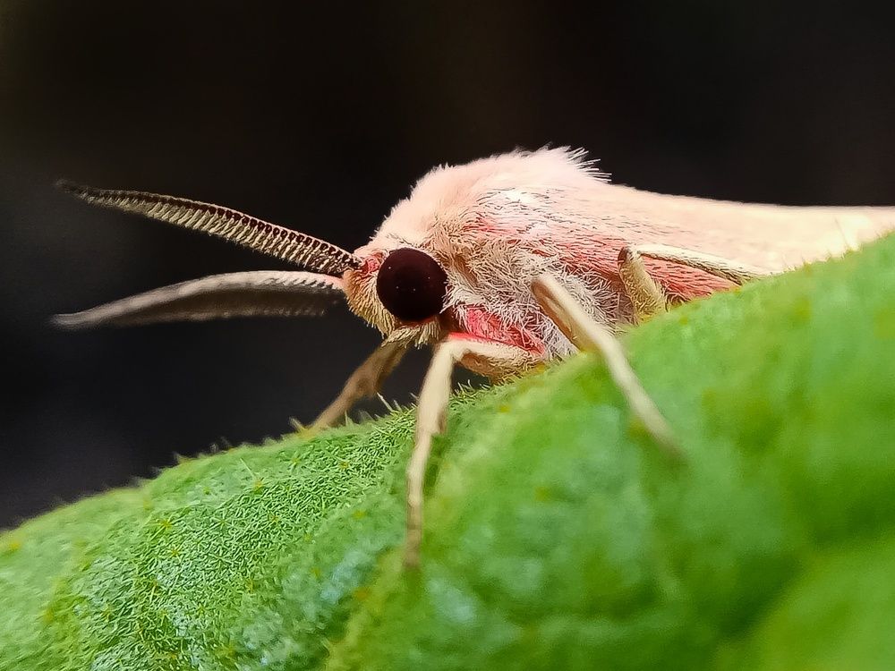 Photograph by Thimira dinisuru