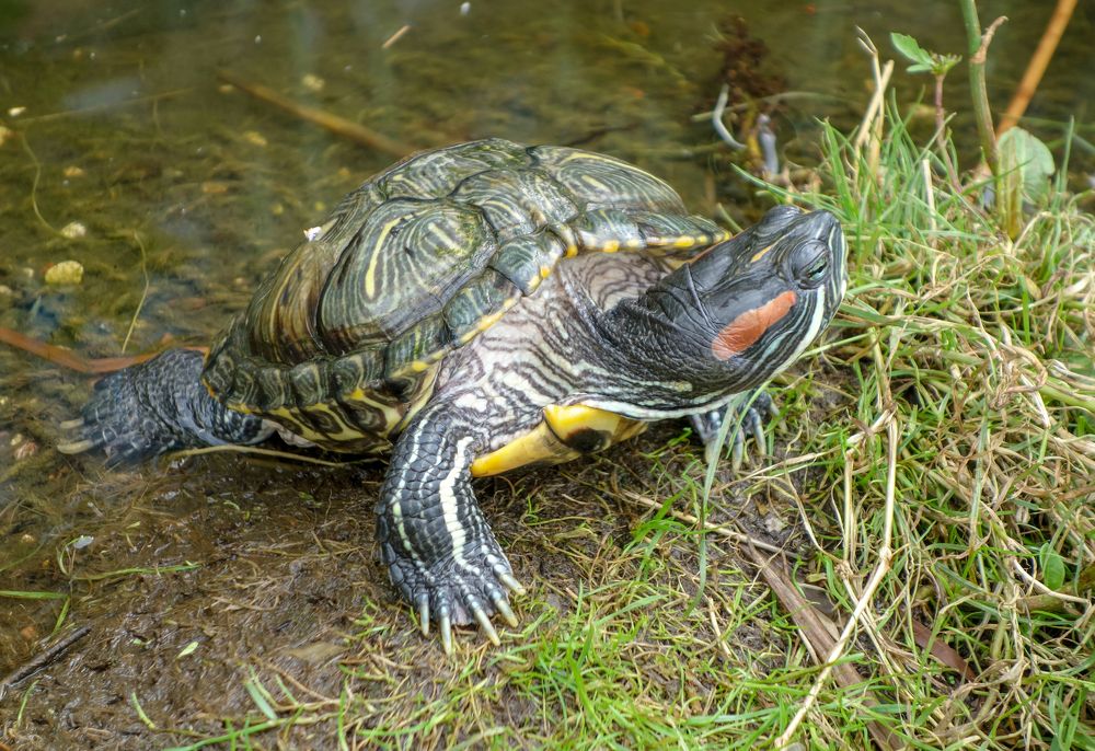 Photograph by IRINA KORNEVA