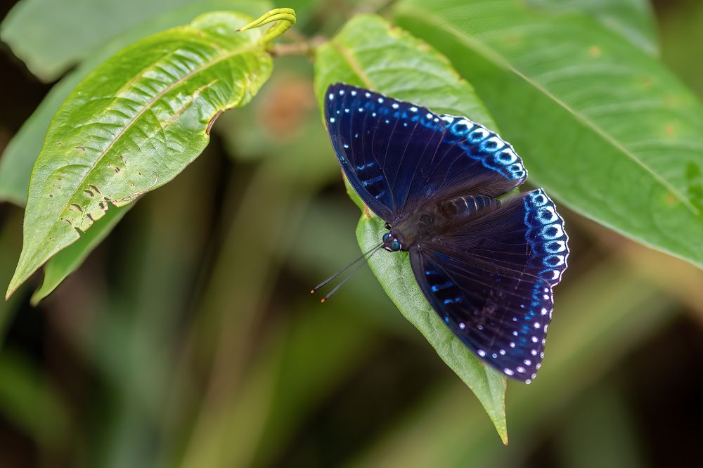 Photograph by Son Giap Hong