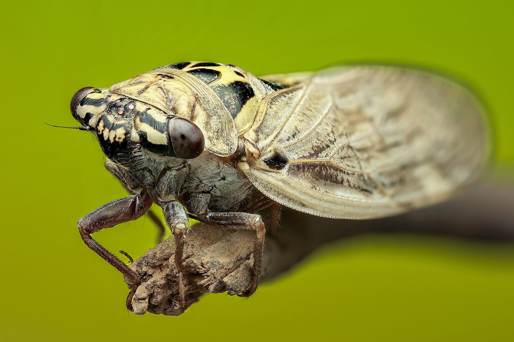 Photograph by Jacob Ng