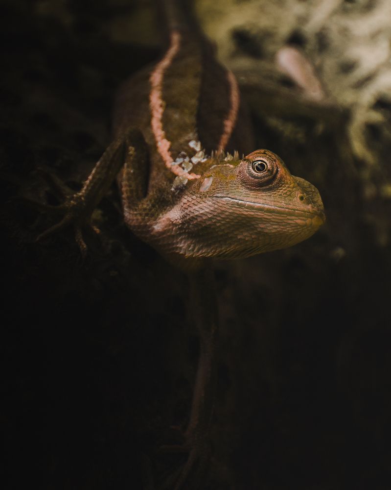 Photograph by SUEAL ANKRIT RANA