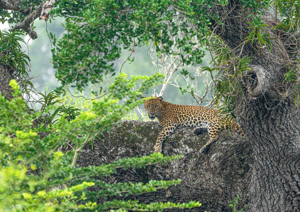 Photograph by Chanaka Chathuranga Athapaththu