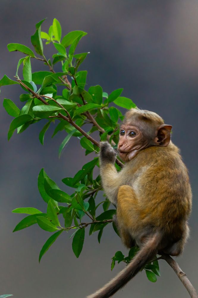 Photograph by Chanaka Chathuranga Athapaththu