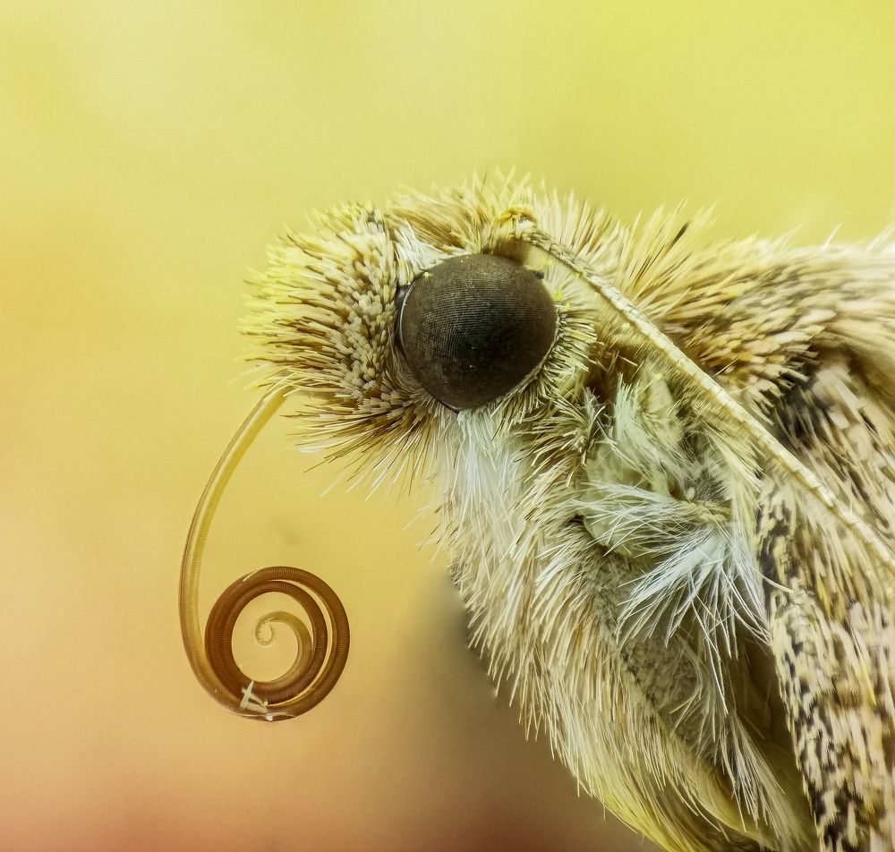 Photograph by Abbas Rayan Benhorma