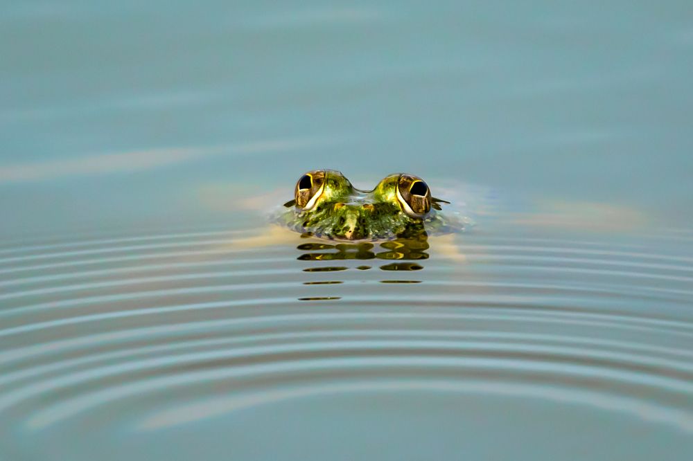 Photograph by Siddhartha Roy Choudhury