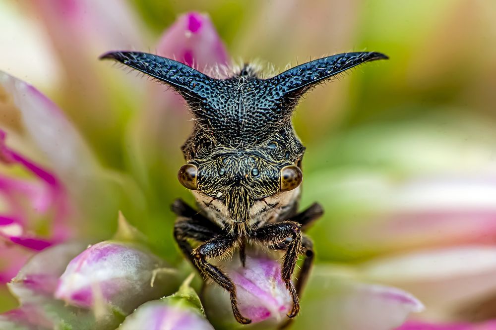 Фотография автора NeCoTi ChonTin