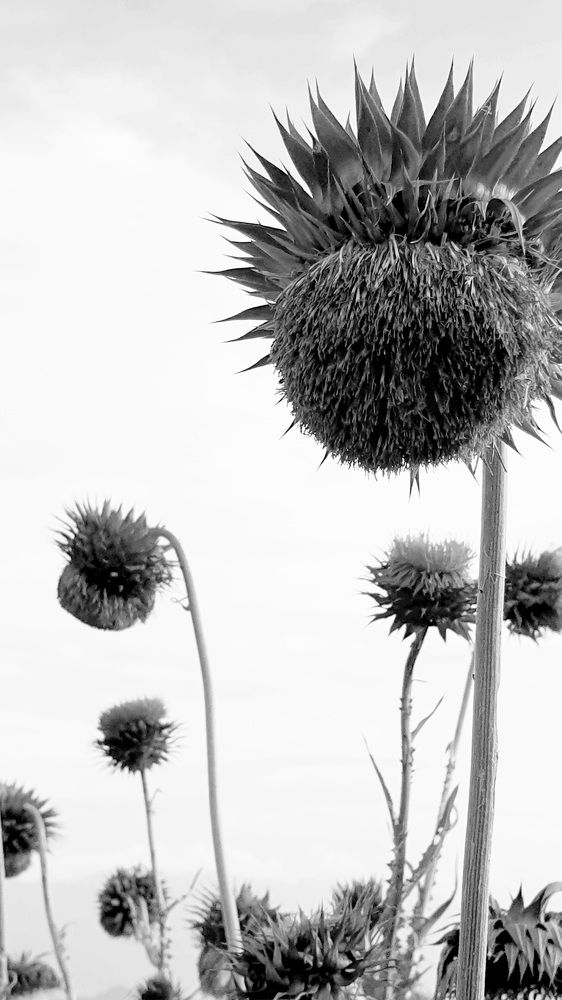 Photograph by Viktorova