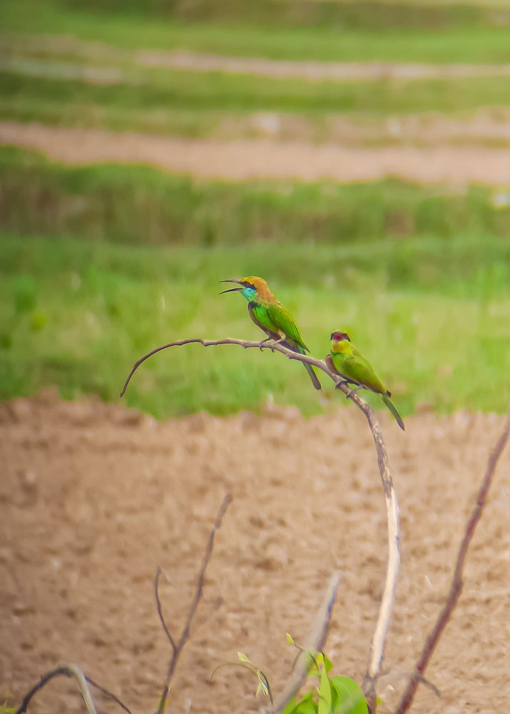 Photograph by Janmenjoy Mahata