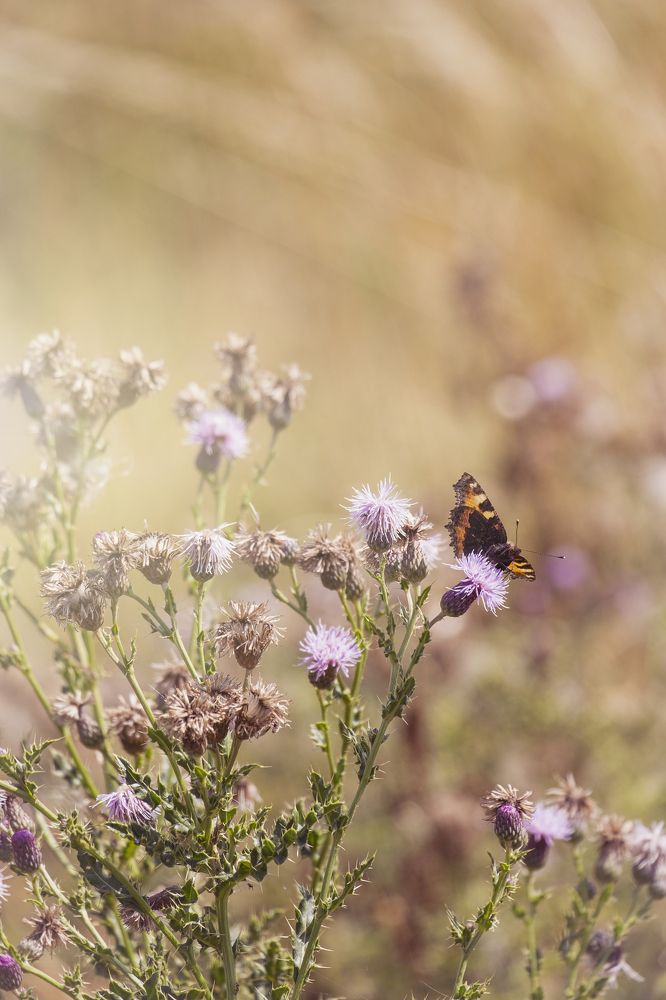 Photograph by Майя Коваль