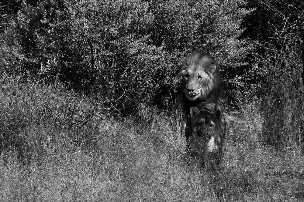 Royal couple in Namibia