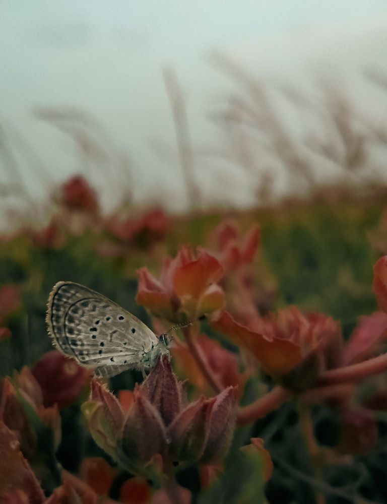 Photograph by Muhammed Salih Vp