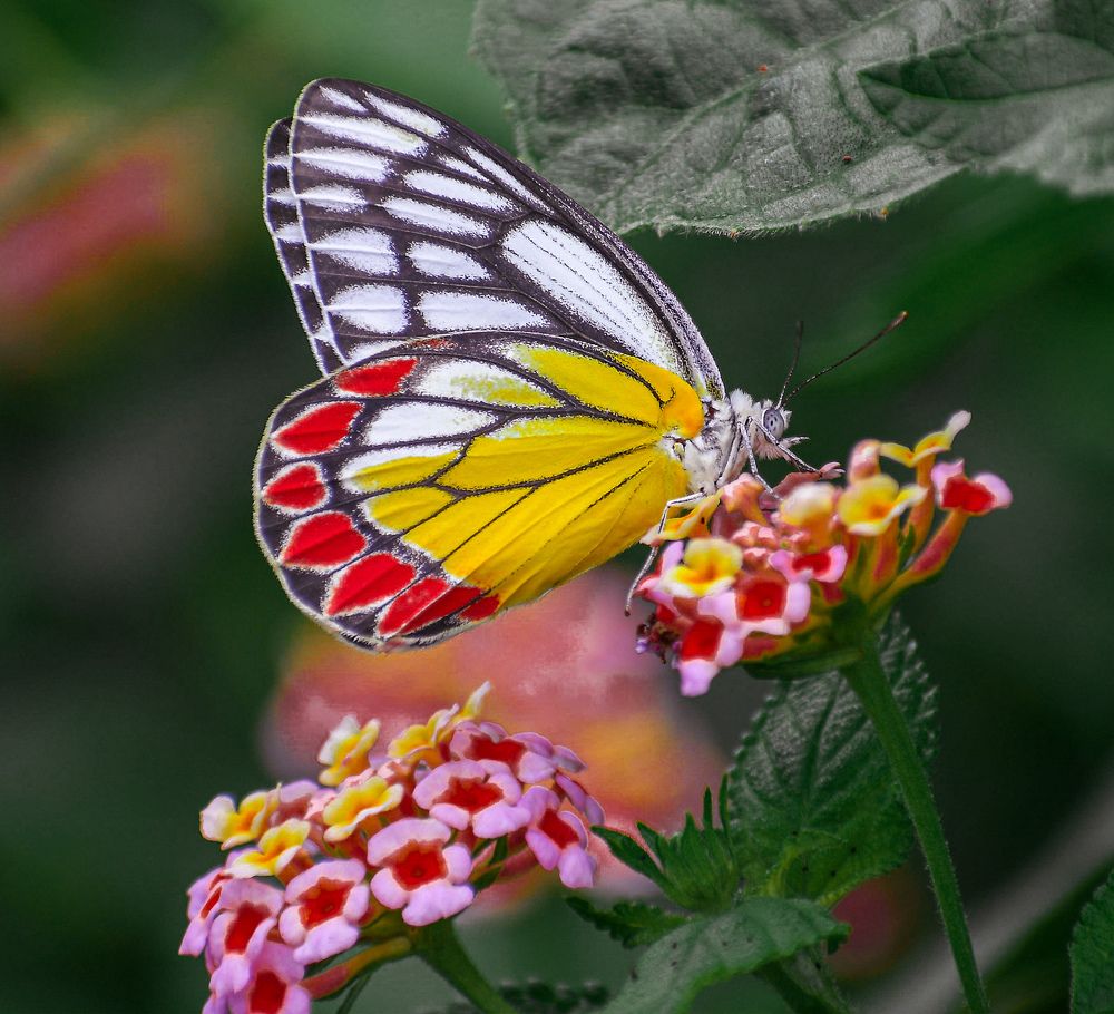 Photograph by Soumak bindu