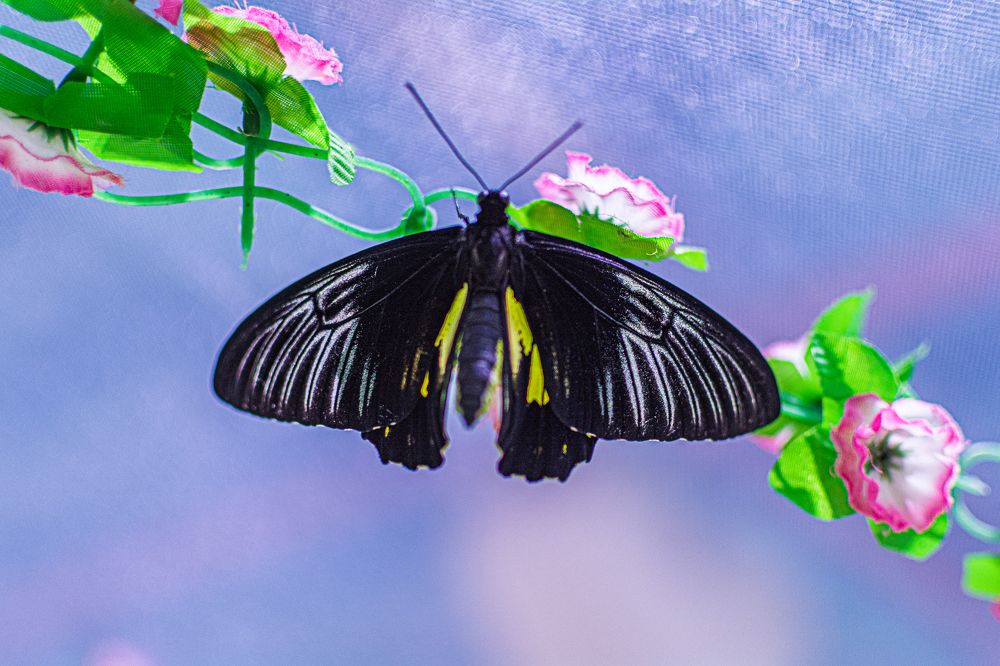 Photograph by Артём Александрович